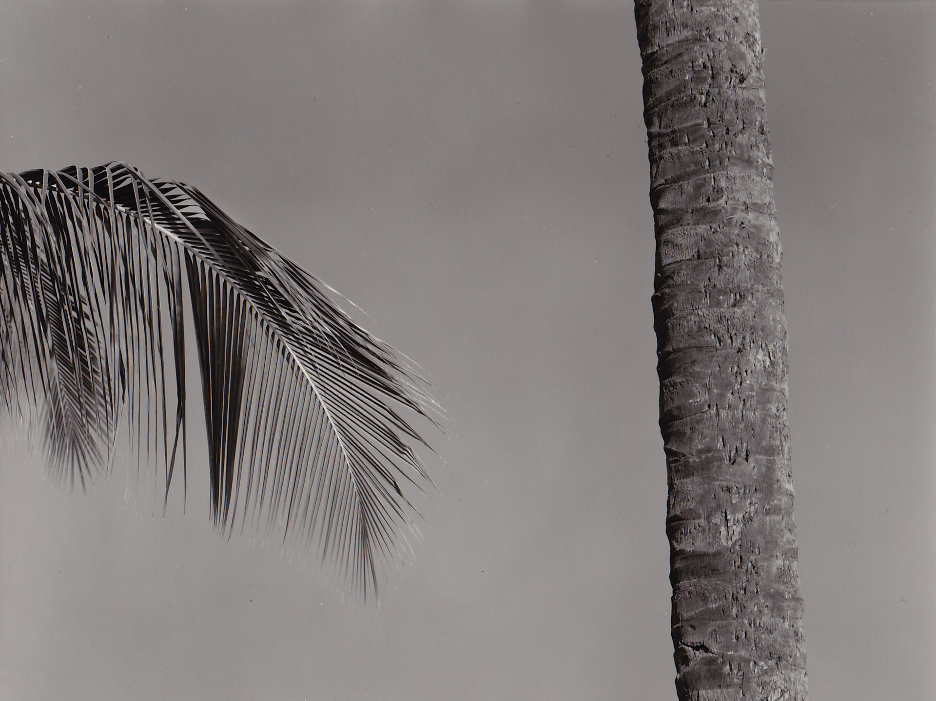 palm trees photograph